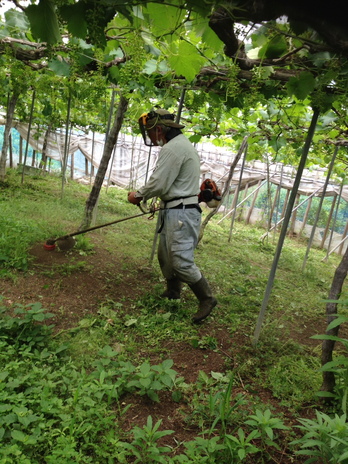 農薬と肥料を減らして育てるぶどう栽培とは？その理由とメリット・デメリット